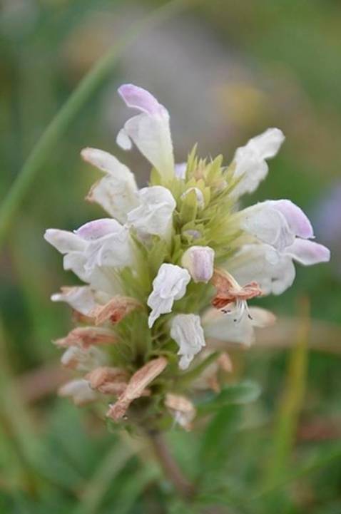 image066.jpg
